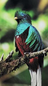 Preview wallpaper quetzal, bird, branch, sit, color