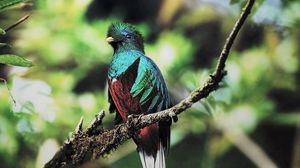 Preview wallpaper quetzal, bird, branch, sit, color