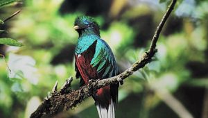 Preview wallpaper quetzal, bird, branch, sit, color