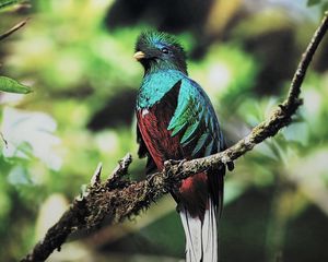 Preview wallpaper quetzal, bird, branch, sit, color