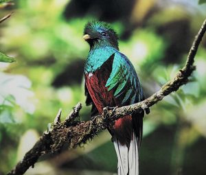 Preview wallpaper quetzal, bird, branch, sit, color