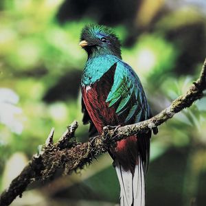 Preview wallpaper quetzal, bird, branch, sit, color