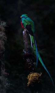 Preview wallpaper quetzal, bird, wildlife, dark