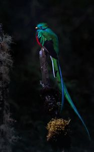 Preview wallpaper quetzal, bird, wildlife, dark