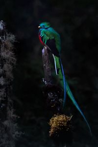 Preview wallpaper quetzal, bird, wildlife, dark