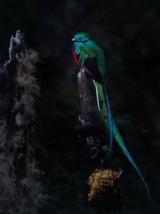 Preview wallpaper quetzal, bird, wildlife, dark