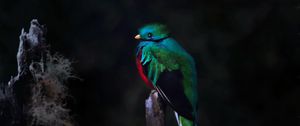 Preview wallpaper quetzal, bird, wildlife, dark