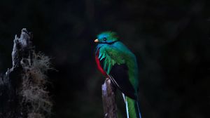 Preview wallpaper quetzal, bird, wildlife, dark