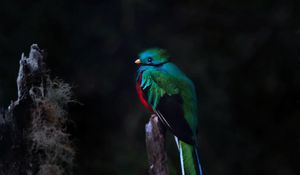 Preview wallpaper quetzal, bird, wildlife, dark