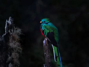 Preview wallpaper quetzal, bird, wildlife, dark