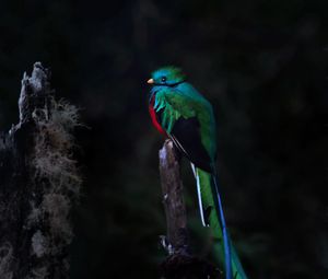 Preview wallpaper quetzal, bird, wildlife, dark