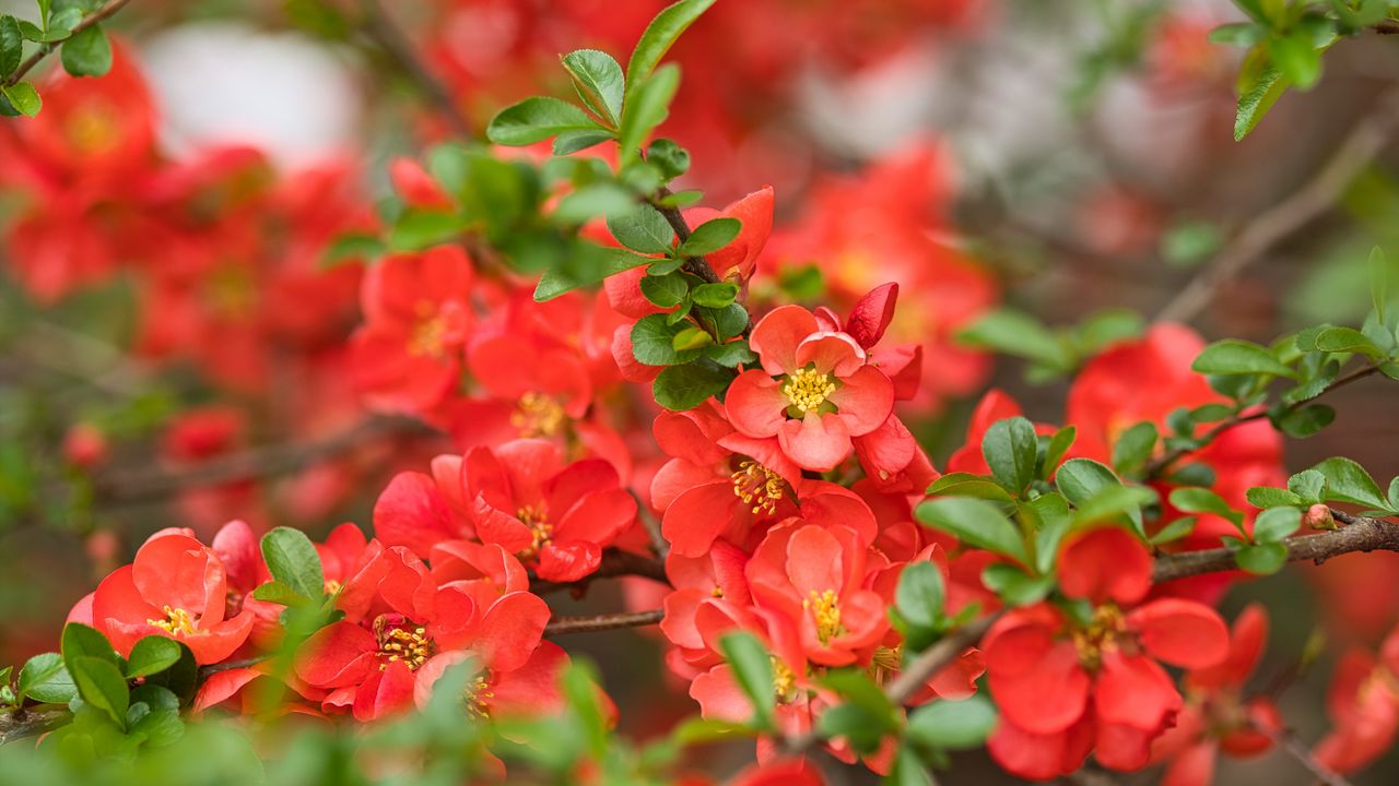 Wallpaper quince, flowers, petals, red