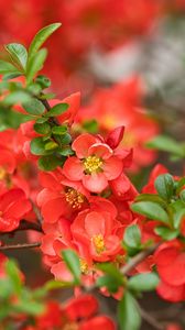Preview wallpaper quince, flowers, petals, red