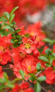 Preview wallpaper quince, flowers, petals, red