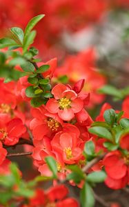 Preview wallpaper quince, flowers, petals, red