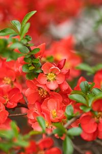 Preview wallpaper quince, flowers, petals, red