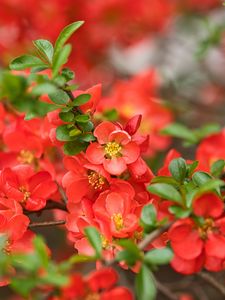 Preview wallpaper quince, flowers, petals, red