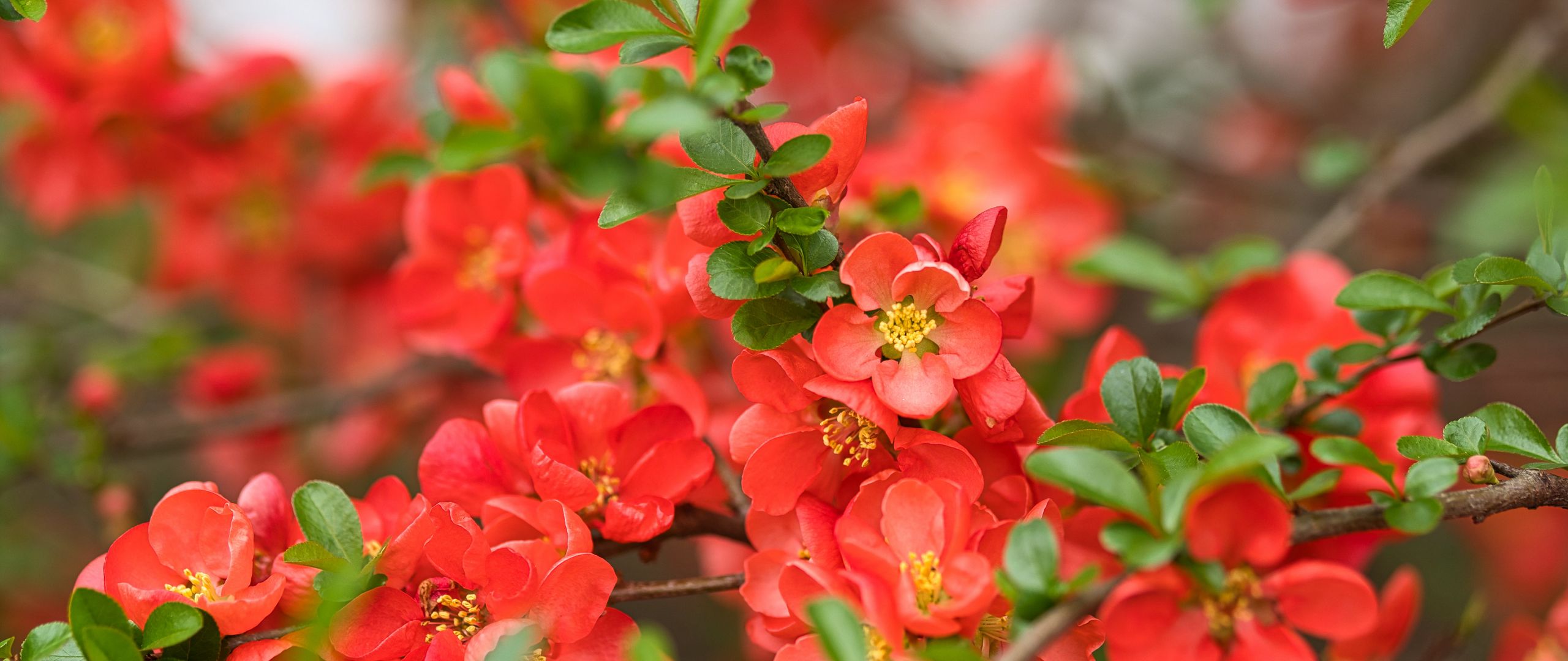 Download wallpaper 2560x1080 quince, flowers, petals, red dual wide