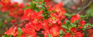 Preview wallpaper quince, flowers, petals, red