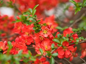 Preview wallpaper quince, flowers, petals, red