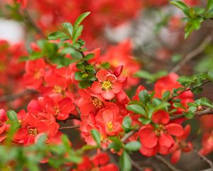 Preview wallpaper quince, flowers, petals, red