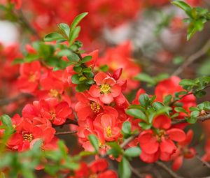 Preview wallpaper quince, flowers, petals, red