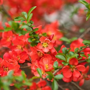 Preview wallpaper quince, flowers, petals, red