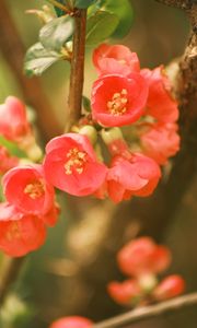 Preview wallpaper quince, flowers, petals, red, branches, spring