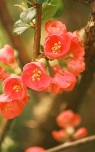 Preview wallpaper quince, flowers, petals, red, branches, spring