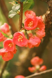 Preview wallpaper quince, flowers, petals, red, branches, spring