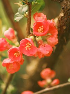 Preview wallpaper quince, flowers, petals, red, branches, spring