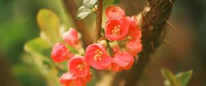 Preview wallpaper quince, flowers, petals, red, branches, spring