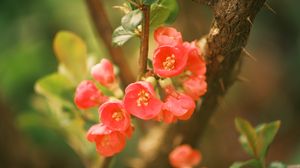 Preview wallpaper quince, flowers, petals, red, branches, spring