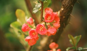 Preview wallpaper quince, flowers, petals, red, branches, spring