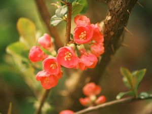 Preview wallpaper quince, flowers, petals, red, branches, spring