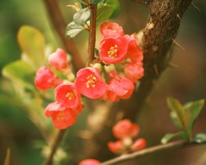 Preview wallpaper quince, flowers, petals, red, branches, spring