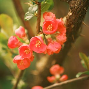 Preview wallpaper quince, flowers, petals, red, branches, spring