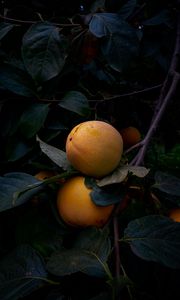 Preview wallpaper quince, fruit, yellow, branch, leaves