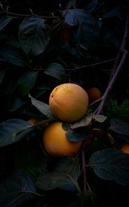 Preview wallpaper quince, fruit, yellow, branch, leaves