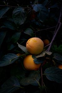 Preview wallpaper quince, fruit, yellow, branch, leaves