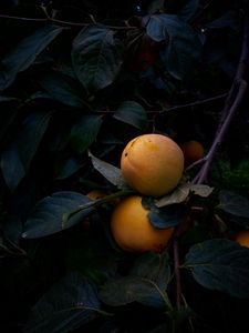 Preview wallpaper quince, fruit, yellow, branch, leaves