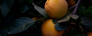 Preview wallpaper quince, fruit, yellow, branch, leaves