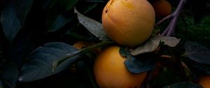 Preview wallpaper quince, fruit, yellow, branch, leaves