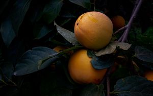 Preview wallpaper quince, fruit, yellow, branch, leaves