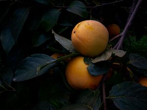 Preview wallpaper quince, fruit, yellow, branch, leaves