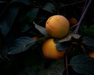 Preview wallpaper quince, fruit, yellow, branch, leaves