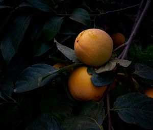 Preview wallpaper quince, fruit, yellow, branch, leaves