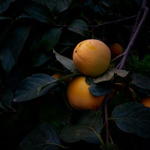 Preview wallpaper quince, fruit, yellow, branch, leaves