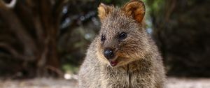 Preview wallpaper quokka, cute, food, cute animal