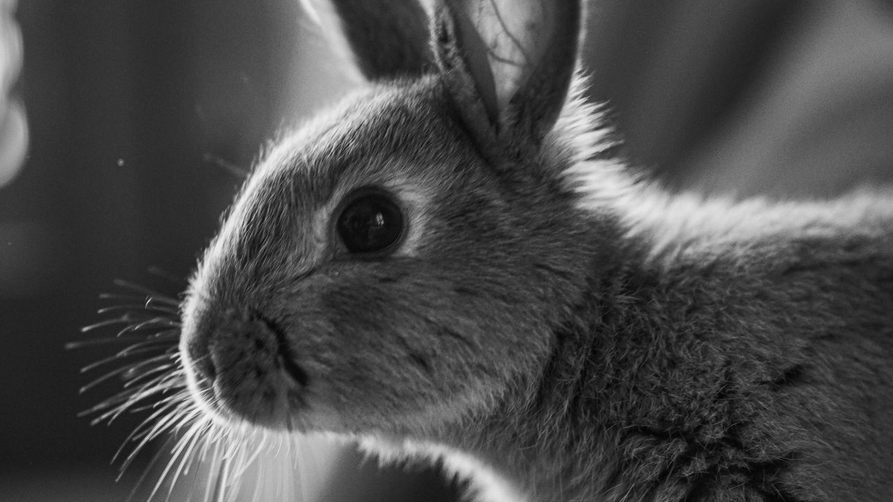 Wallpaper rabbit, animal, black and white